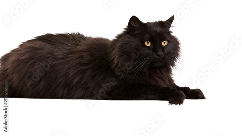 Obraz na płótnie Fluffy black cat with yellow eyes lying down