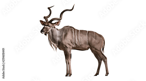 Cuadro en lienzo Greater Kudu male antelope with spiraling horns and white stripes