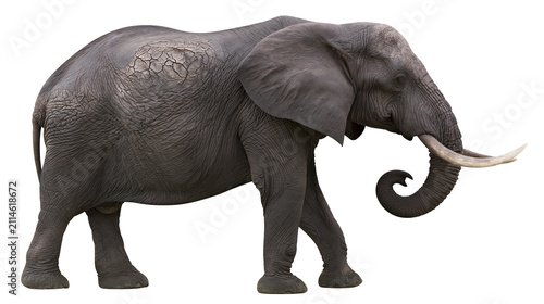 African elephant with large tusks and wrinkled skin