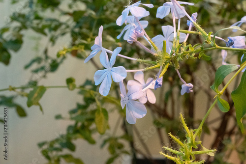 Fotografie Horizontal macro of soft light blue plumbago flowers with thin stems and green leaves, creating a gentle natural composition