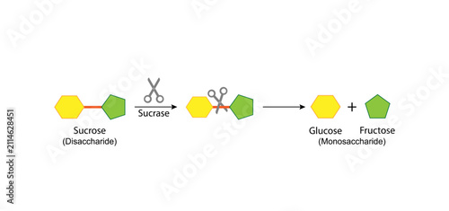 фотографія Sucrose digestion