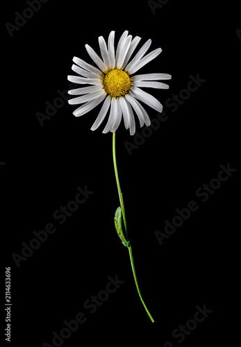 Margeritenblüte isoliert auf schwarzem Hintergrund