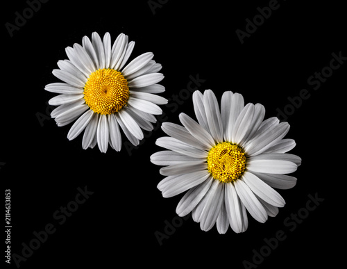 Margeritenblüte isoliert auf schwarzem Hintergrund