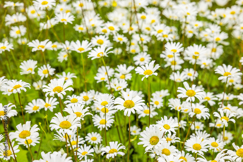 Blühende Margeriten i neiner Blumenwiese im Sommer