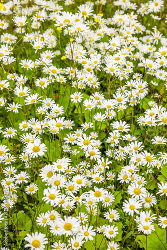 Blühende Margeriten i neiner Blumenwiese im Sommer