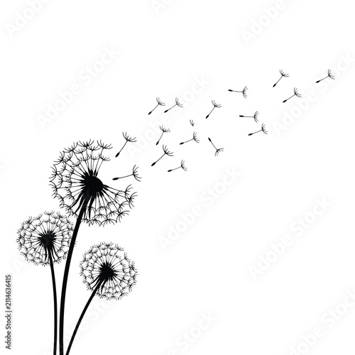 Fotografie Imagen artística en blanco y negro de flores de diente de león meciéndose con el