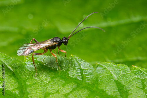Cuadro en lienzo Ichneumon wasp (Ichneumonidae) on dewy leaf: macro portrait with long antennae and iridescent wings