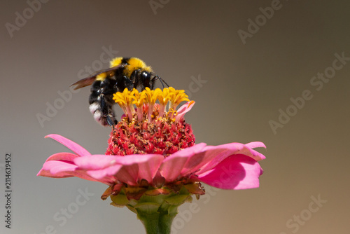 Bumblebee Collecting Pollen on Pink Flower in Summer.