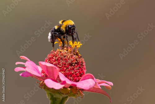 Large Garden Bumblebee Drinking Nectar on Pink Flower in Summer with Copy Space.