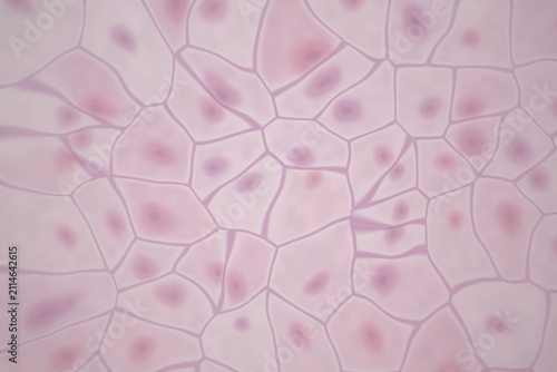 Foto Microscopic view of cells with nuclei
