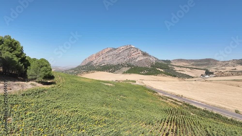 bonito campo sembrado con plantas de girasol en Andalucía	