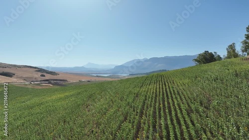 bonito campo sembrado con plantas de girasol en Andalucía	