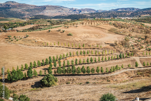 Rows of trees winding through the sun drenched countryside near Ronda, Spain, against the rugged mountains and dry Andalusian landscape