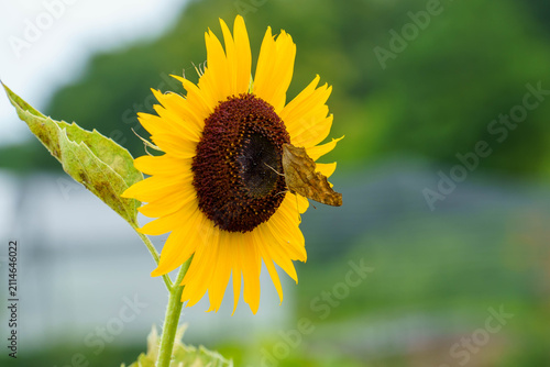Plakat ひまわりの蜜を吸うタテハ蝶