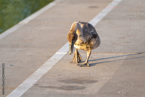 Принти на полотні A fluffy gray cygnet waddles along a sunlit dock path near the water's edge