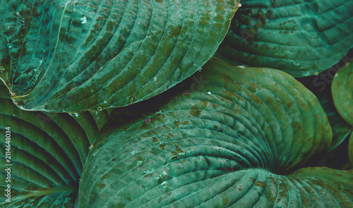 Big leaves foliage, outdoor, close up image. Hosta plant wet leaves as abstract background. Modern plant wallpaper, realistic outdoor plants