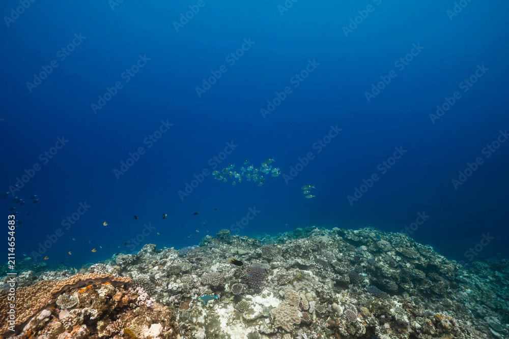 Fototapeta premium Blue ocean background with tropical fish and coral reef