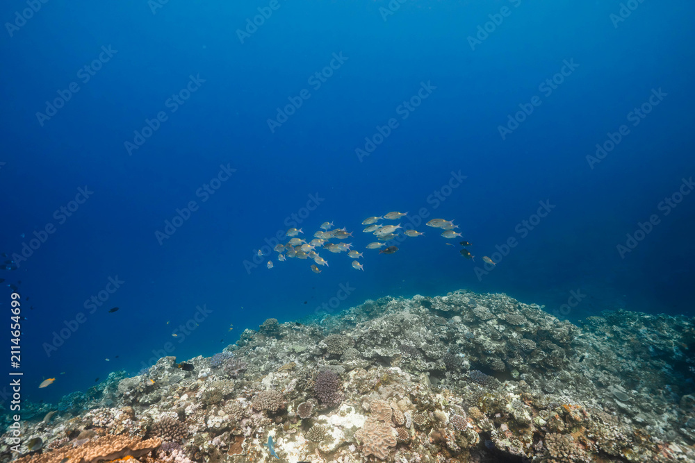 Fototapeta premium School of reef fish in a tropical underwater landscape