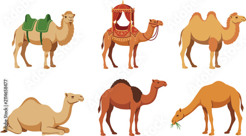 Obraz na płótnie Camel character vector illustration set featuring dromedary and bactrian camels