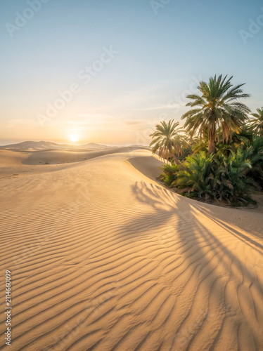Beautiful desert oasis with palm trees and sand dunes at sunrise summer background