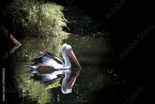 Pelican on a lake with reflection in the water