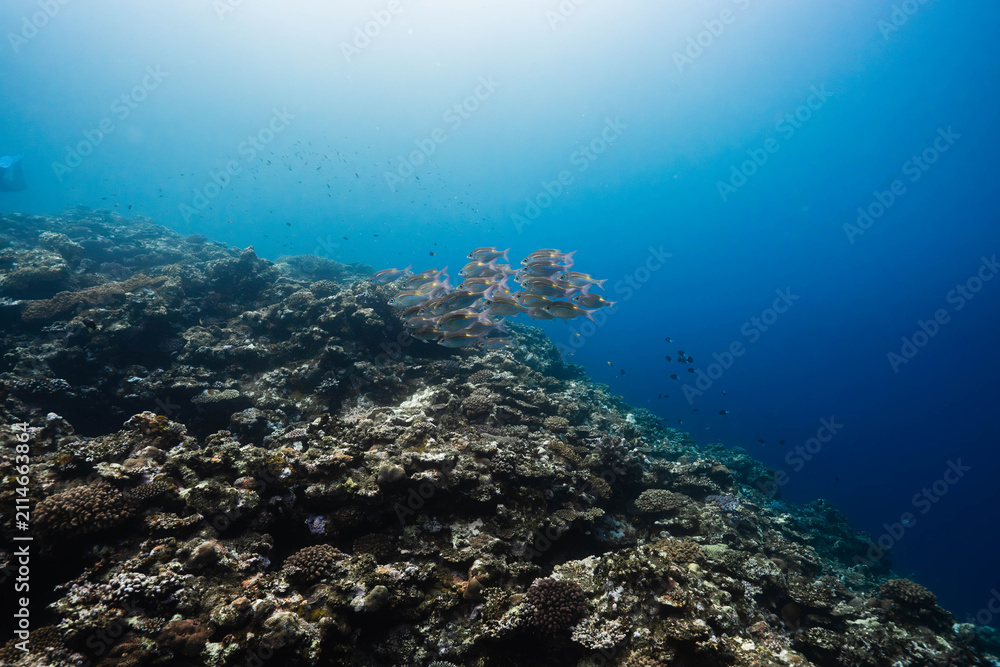 Obraz premium Marine life thriving on a colorful coral reef