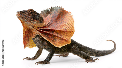 Frilled lizard with fully extended neck frill isolated on white background showing defensive display