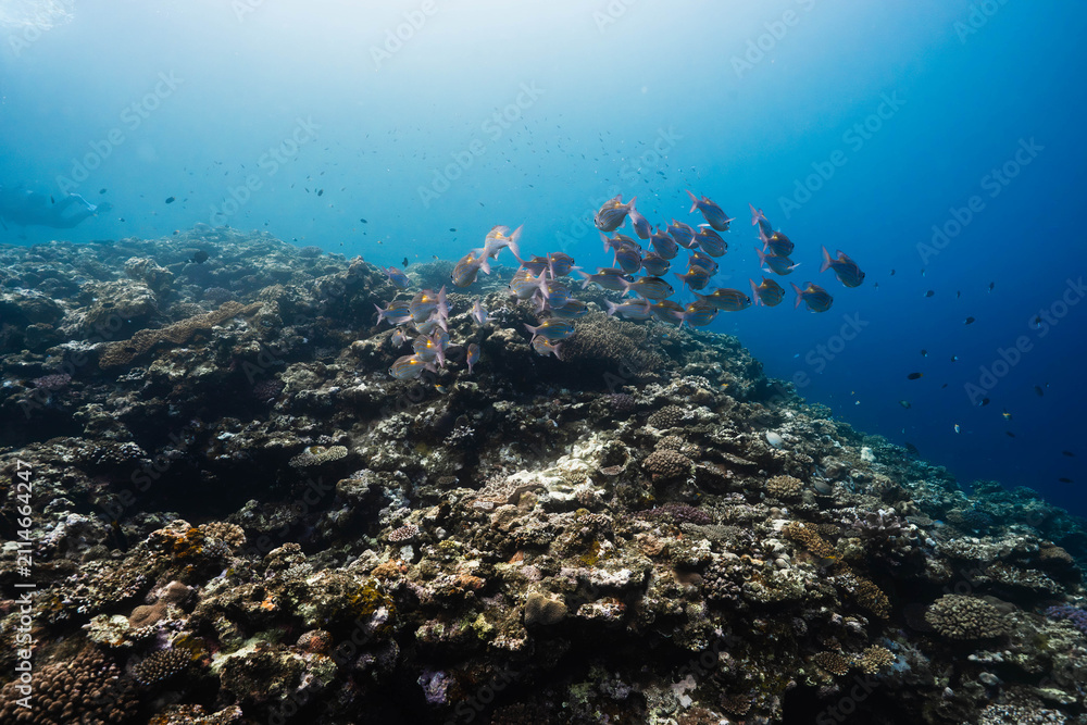 Obraz premium Schooling reef fish in the crystal clear Pacific Ocean