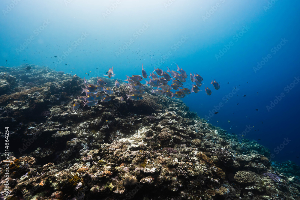 Obraz premium Tropical underwater scene with fish and vibrant coral formations