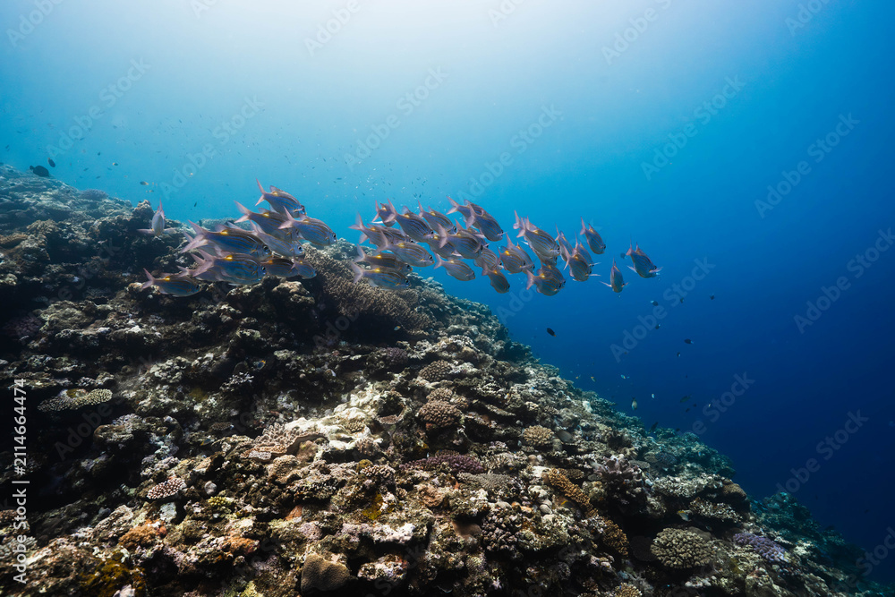 Obraz premium Golden-striped reef fish over a healthy coral ecosystem