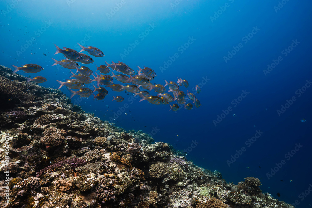 Obraz premium Tropical reef fish swimming in the clear waters of the Pacific