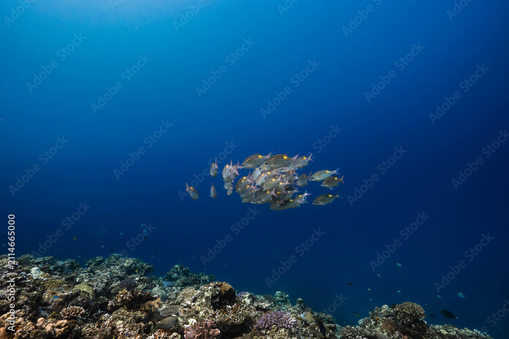 Fototapeta premium School of reef fish in a pristine tropical sea