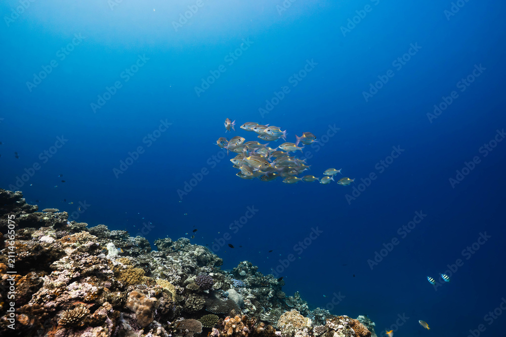 Obraz premium Healthy coral reef with schooling tropical marine fish
