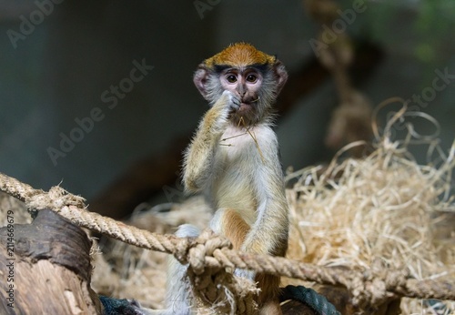Canvas Print Common patas monkey (Erythrocebus patas)