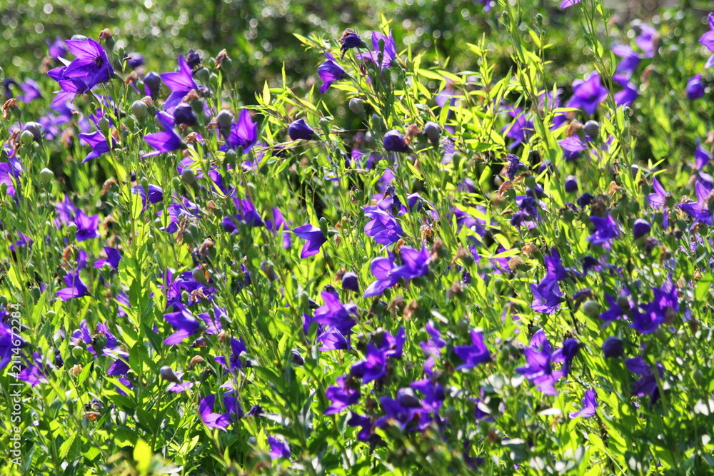 Fototapeta premium Vibrant Platycodon Grandiflorus Field in Sunlight