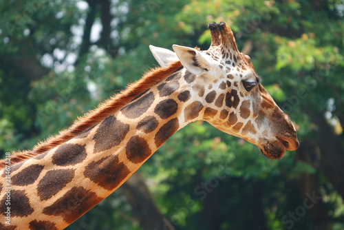 Photography Close up of a giraffe