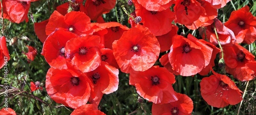 Mohnblumen