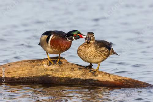 Konstfotografi 00715-15710 Wood Duck (Aix sponsa) male and female on log in wetland mutual preening Marion Co