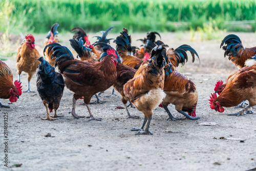 Fotografie A flock of domestic roosters foraging on dirt ground in an outdoor rural setting
