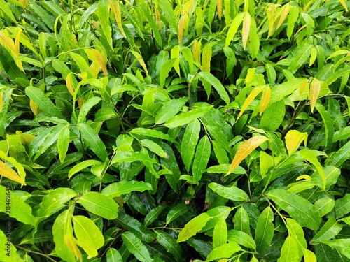 Monoon longifolium is an evergreen tree with a bushy form, often planted in long, close rows to create hedges. It is a popular tree in landscaping.
