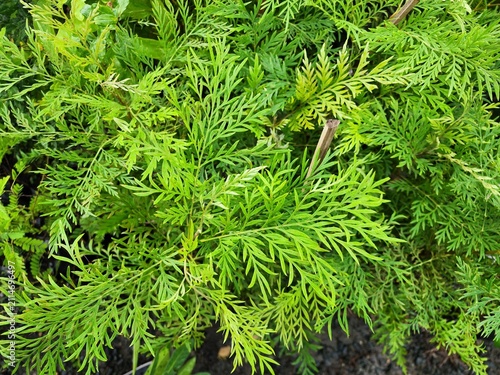 Grevillea robusta is an evergreen tree with very fine, fern-like or feathery leaves, popular as an ornamental garden tree and for providing shade.