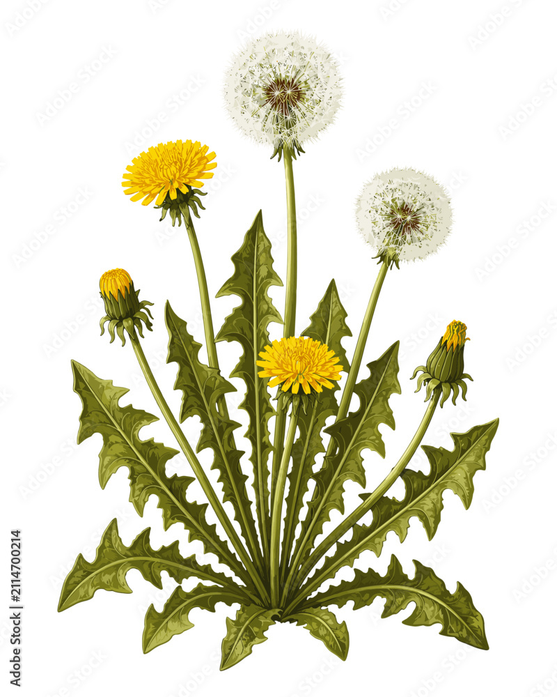 Obraz premium Botanical illustration of dandelion plant with flowers and seed heads
