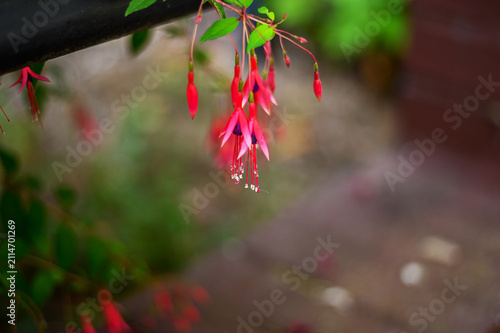 Fotografie Delicate fuchsia flowers dangle gracefully in soft focus garden setting