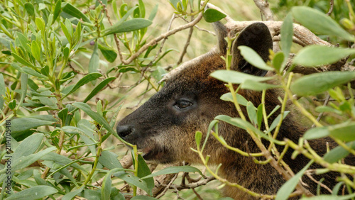 Close up head Brown Wallaby, Australia Victoria