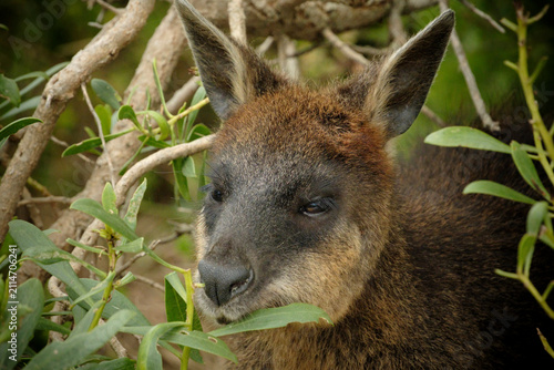 Close up head Brown Wallaby, Australia Victoria
