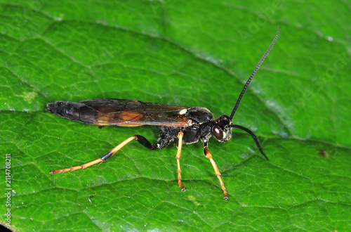 Fotografie Gelbe Schlupfwespe, auffällig schwarz-gelb gezeichneter Parasitoid aus der Familie der Ichneumonidae