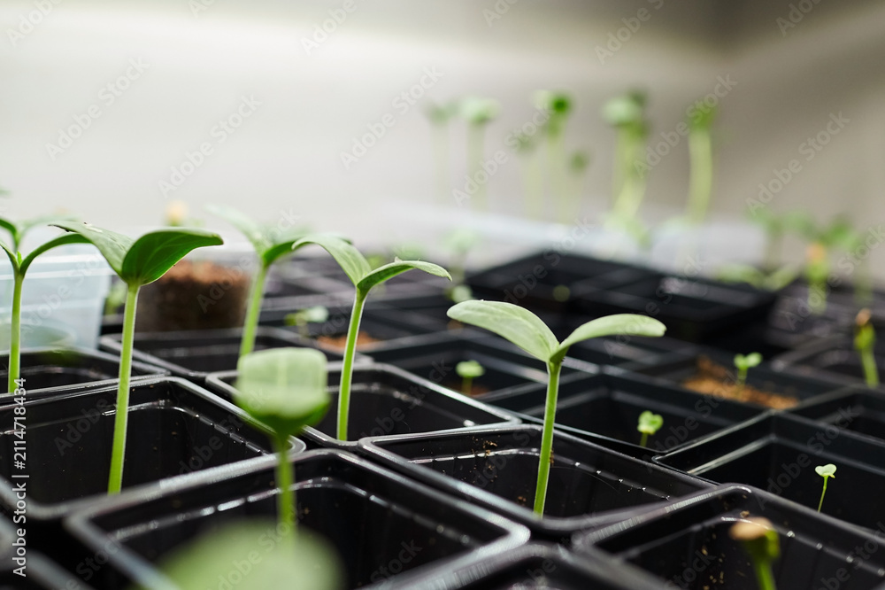 Obraz premium Watermelon and lagenaria seedlings growing in black plastic pots on a greenhouse shelf, with soft natural light illuminating the young plants