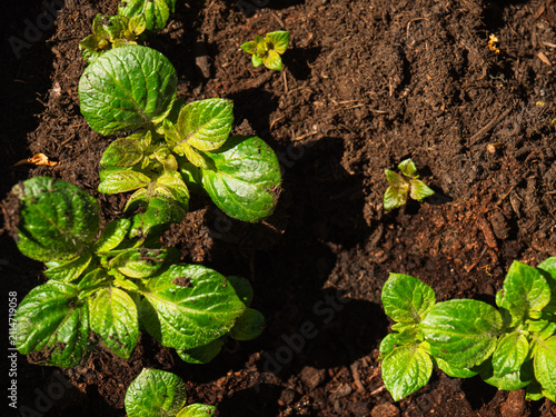 Potatoes plant leaves growing in soil