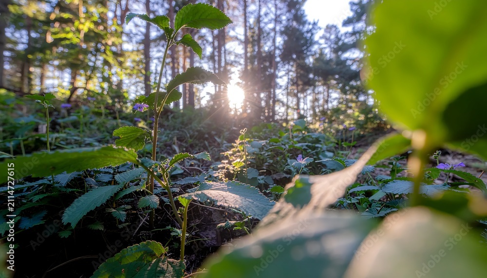Fototapeta premium Sunlight filtering through lush green forest foliage at dawn