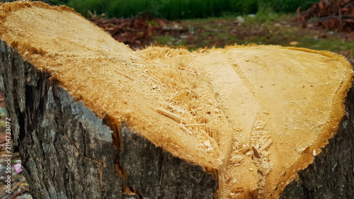 Afreshly cut tree stump showing rough saw marks, natural wood grain, bark texture, and sawdust.